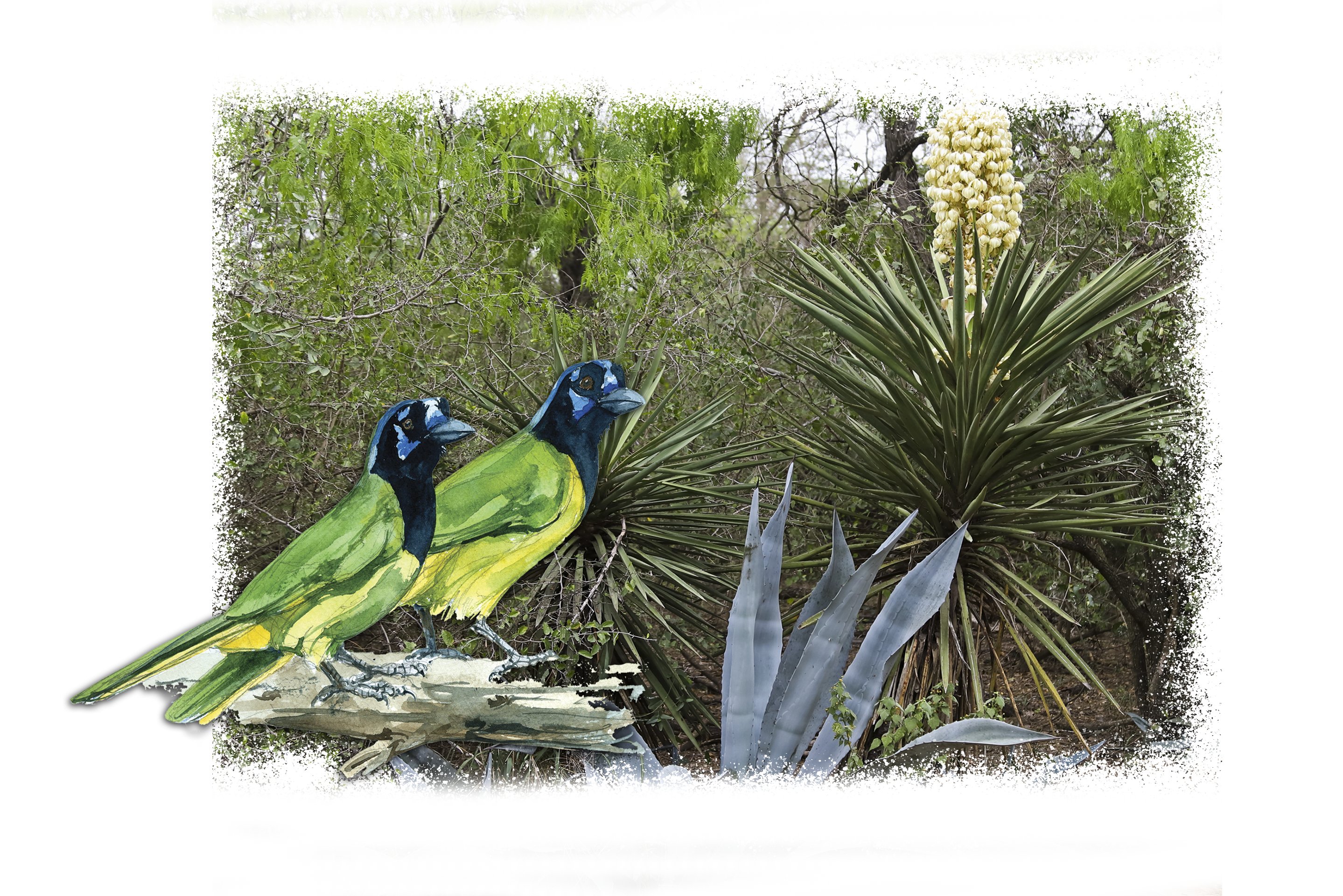 DonateImage Show Your Support Birding & Nature