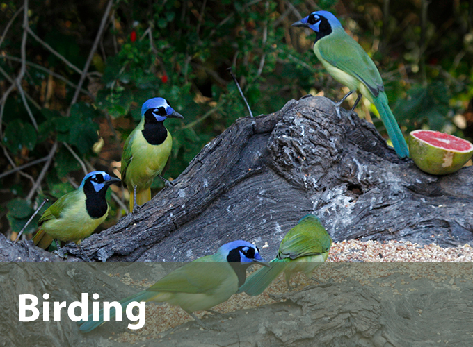 Birding and Nature