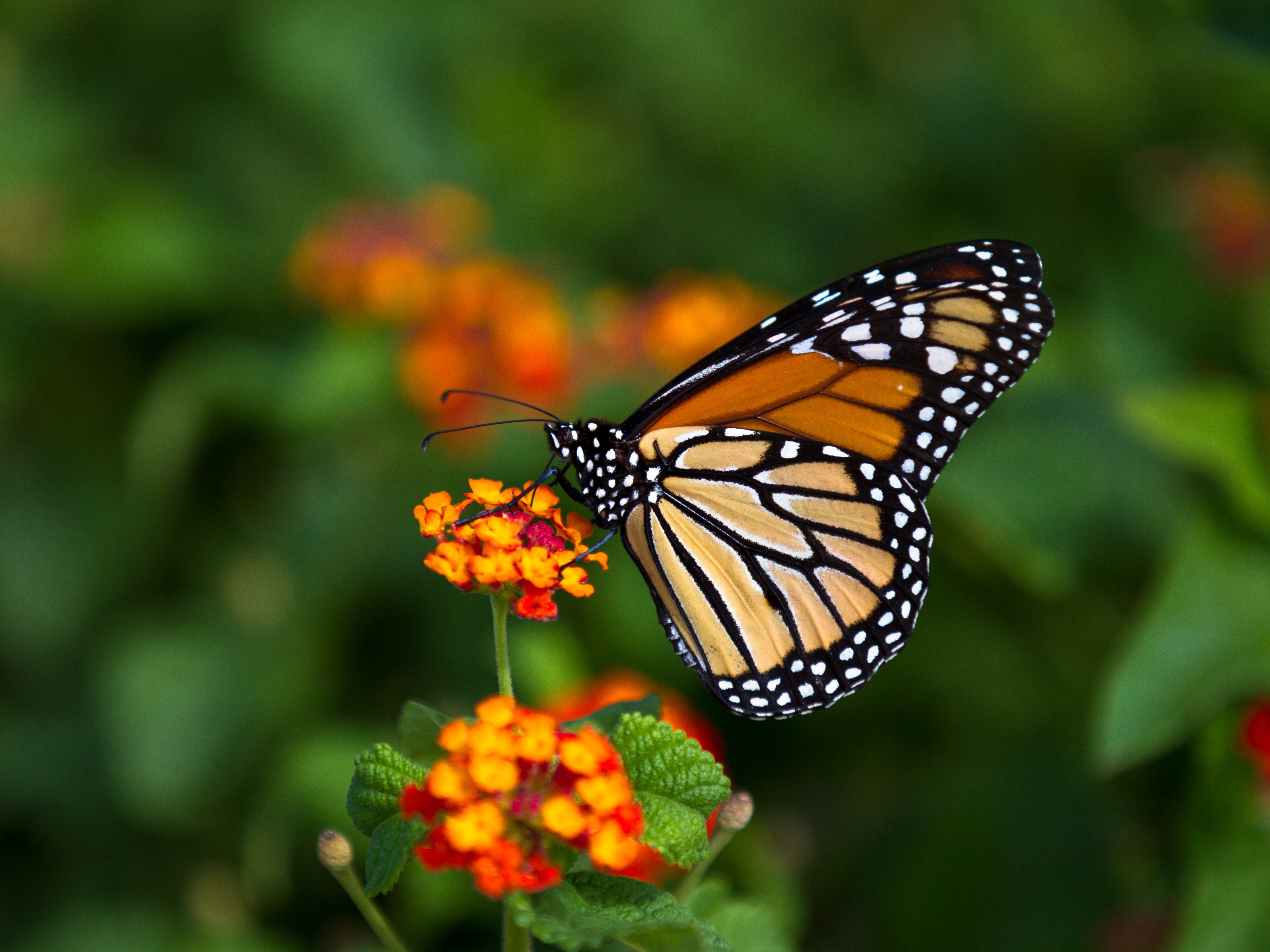 biodiversity support