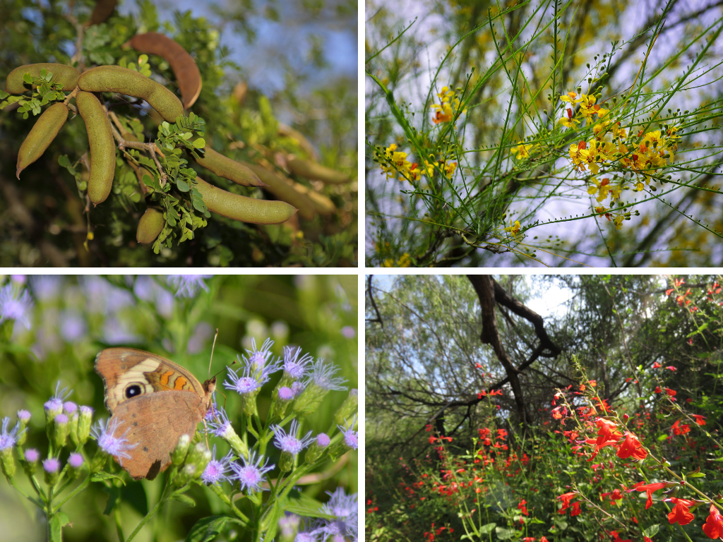 Types of Plants